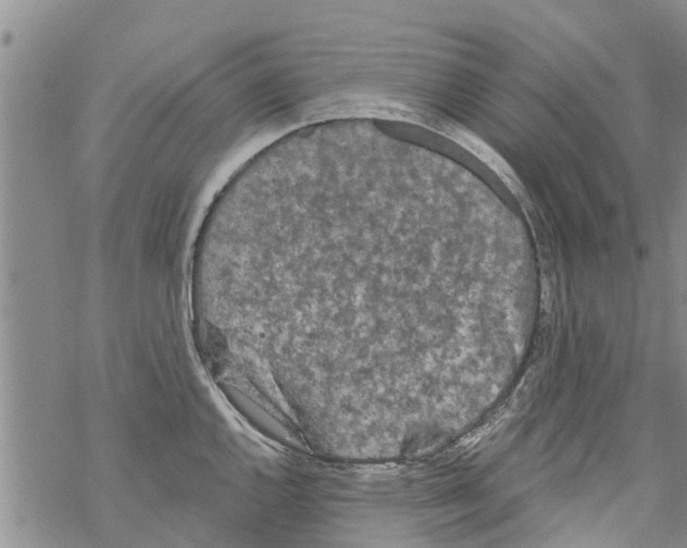 X0000068771144200605262200