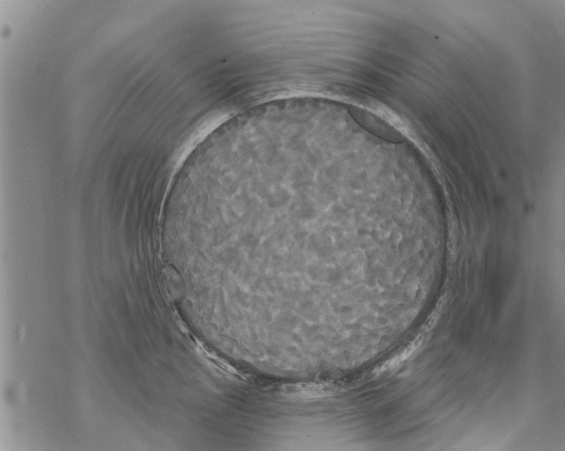 X0000068771145200605262200