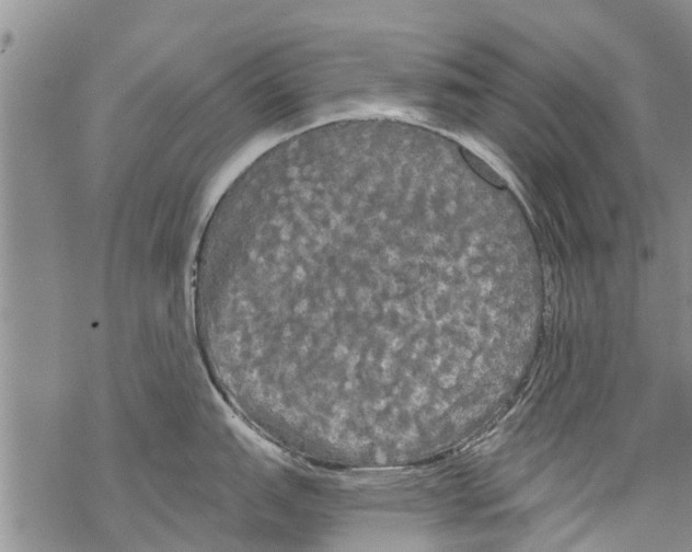 X0000068771151200605262200