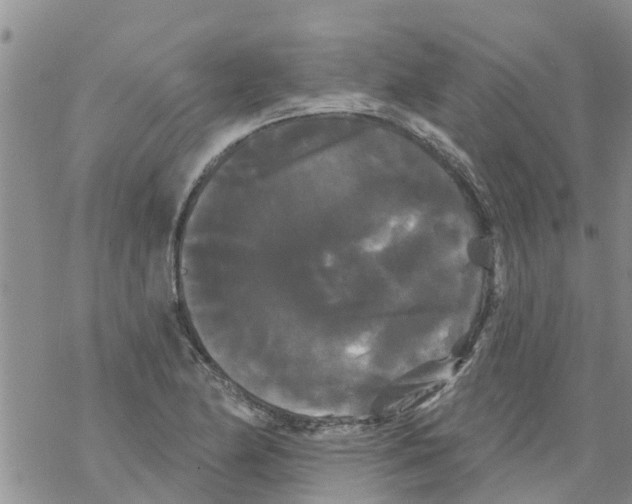 X0000068771174200605262159