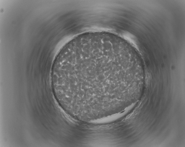 X0000068771183200605262158