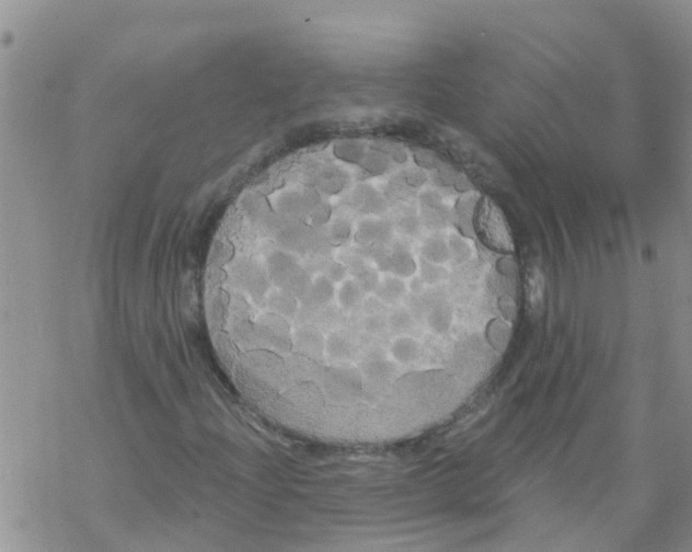 X0000068771204200605262157