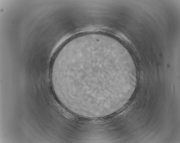 X0000068771216200605262158