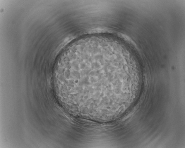 X0000068771217200605262158