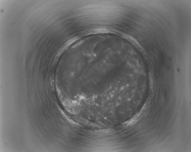 X0000068771225200605262158