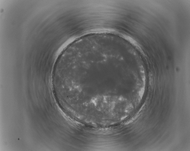 X0000068771229200605262158