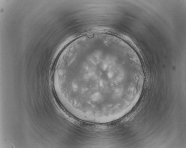 X0000068771235200605262158