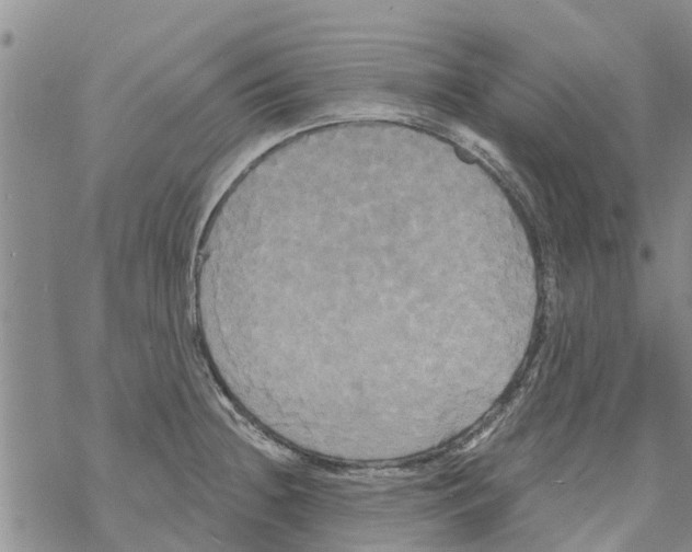 X0000068771236200605262158