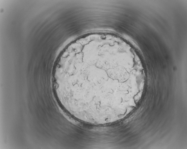 X0000068771237200605262158