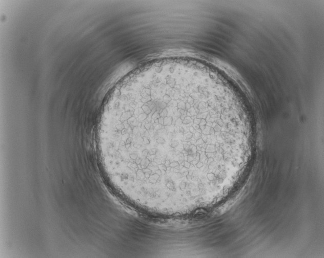 X0000068771241200605262158