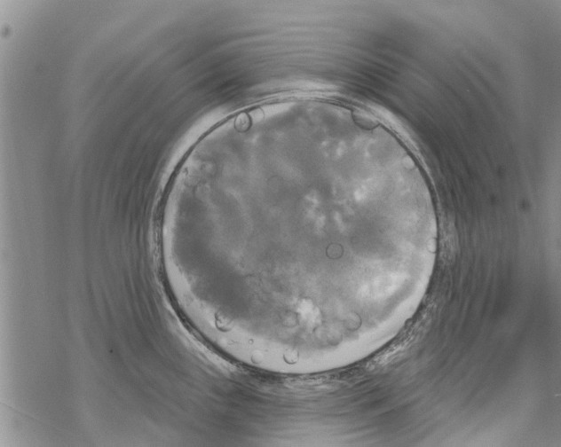 X0000068771243200605262158