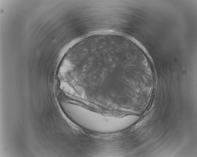 X0000068771245200605262158