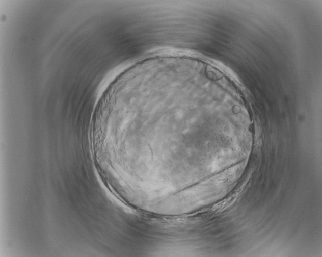 X0000068771247200605262158