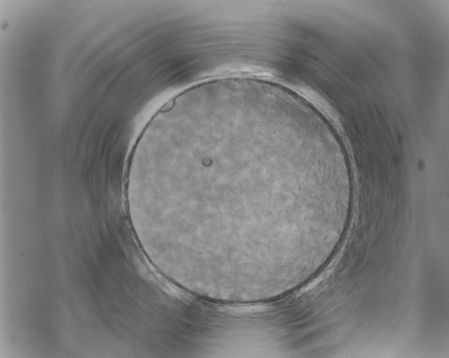 X0000068771296200605262157