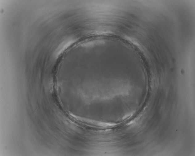 X0000068771306200605262156