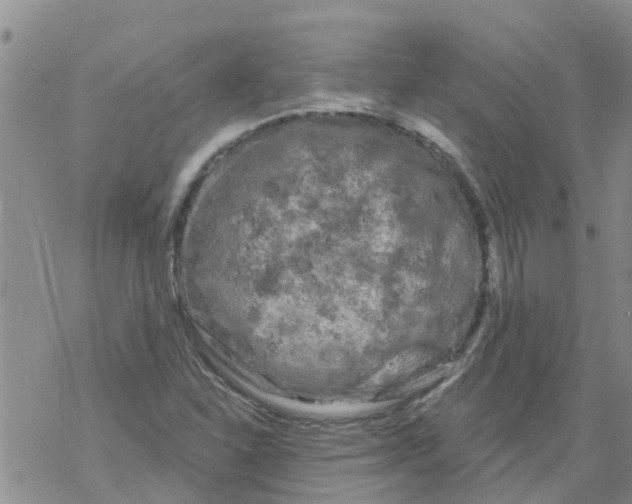 X0000068771310200605262156