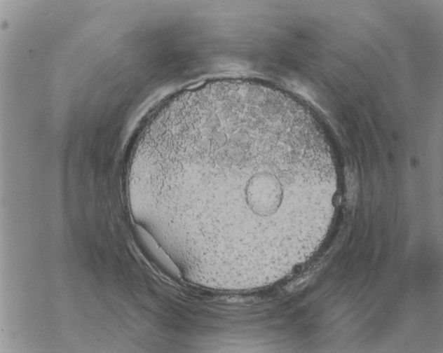 X0000068771318200605262156