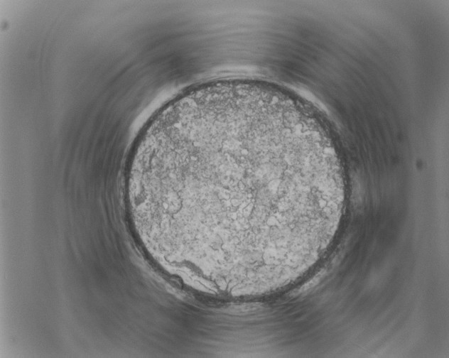 X0000068771325200605262156