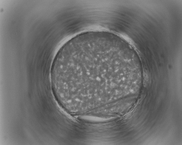 X0000068771335200605262156