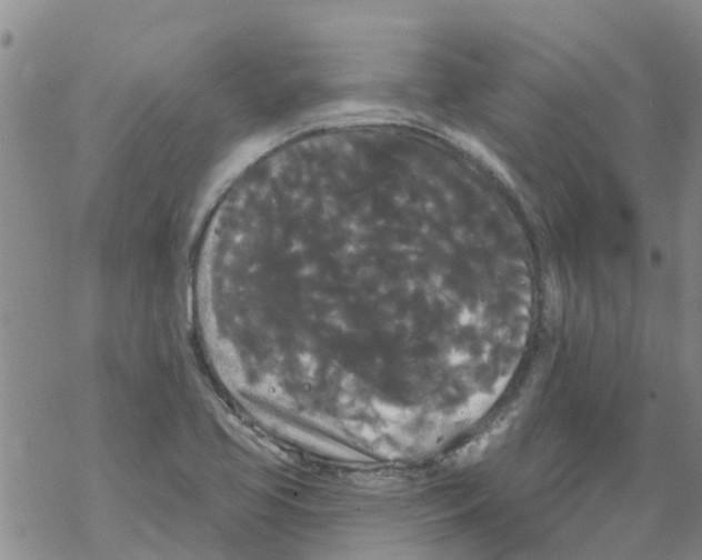 X0000068771413200605262155