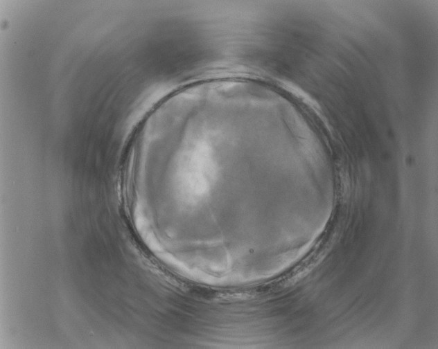 X0000068771415200605262155