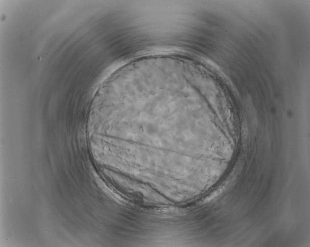 X0000068771417200605262155