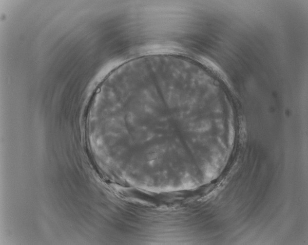 X0000068771419200605262155