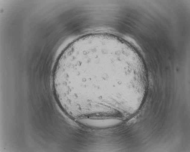 X0000068771424200605262155