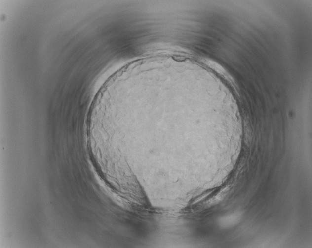 X0000068771431200605262155