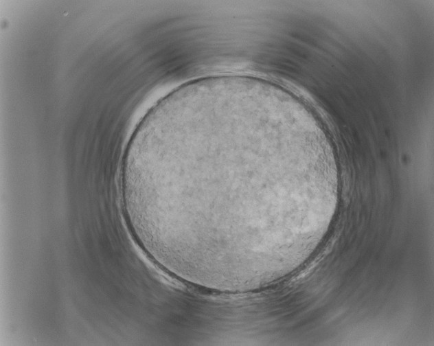 X0000068771432200605262155