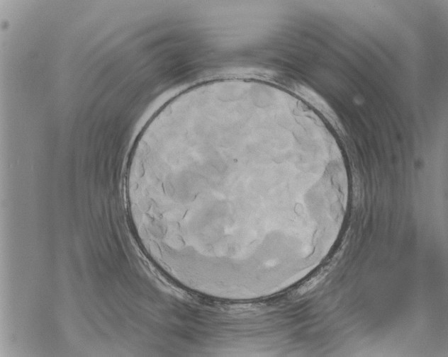 X0000068771436200605262155