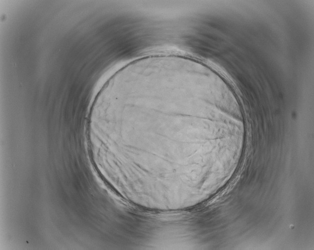 X0000068771440200605262155