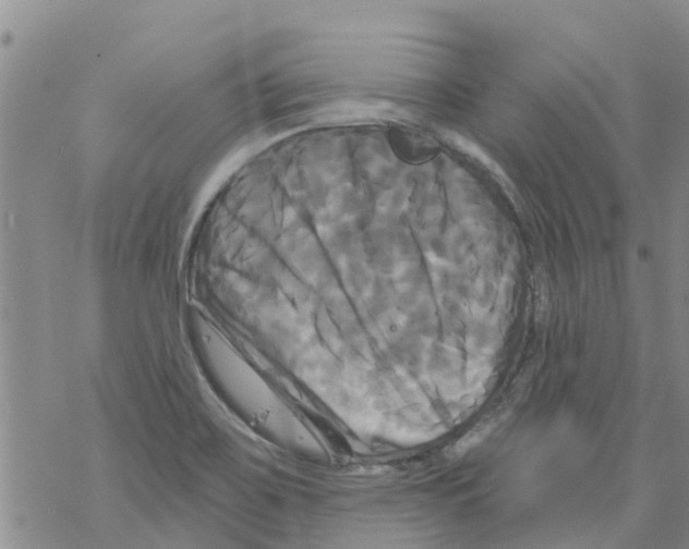 X0000068771467200605262154