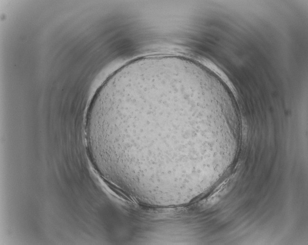 X0000068771485200605262154