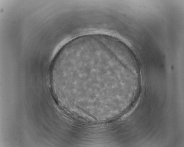 X0000068771501200605262153