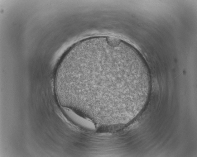 X0000068771503200605262153