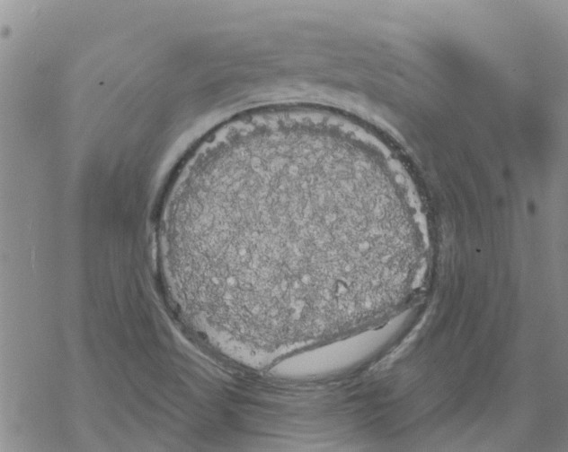 X0000068771509200605262153