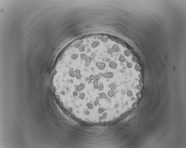 X0000068771513200605262153