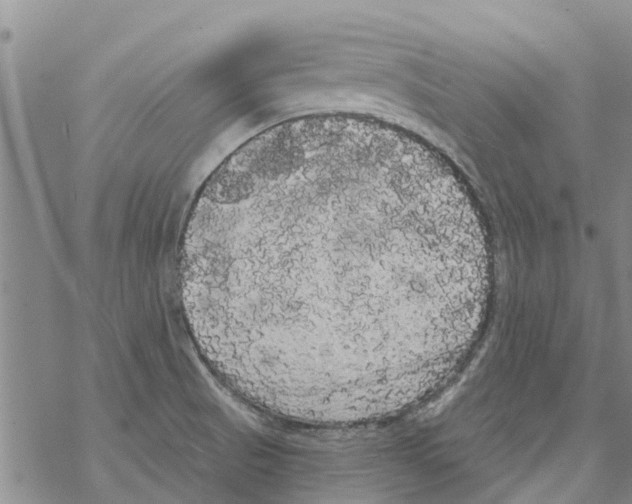 X0000068771521200605262153