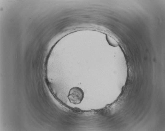 X0000068771523200605262153