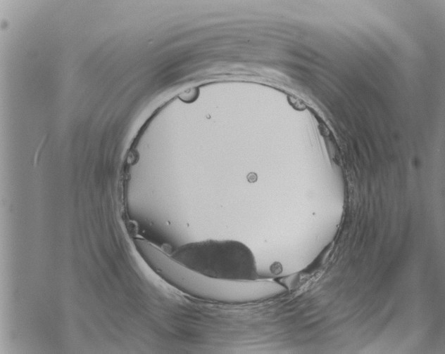 X0000068771531200605262153