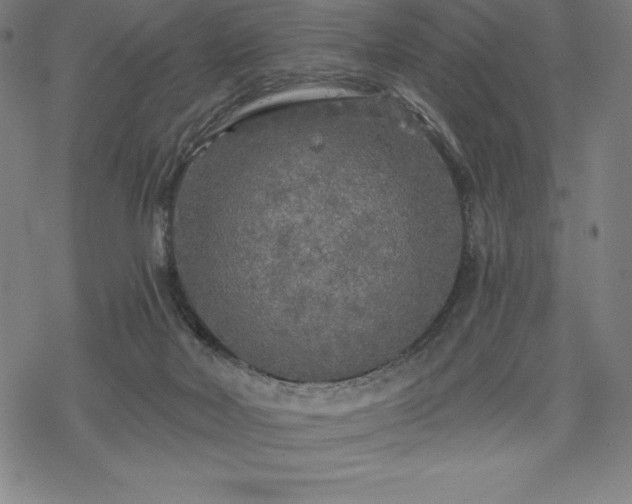 X0000068810026200605051156