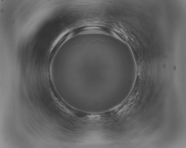 X0000068810052200605051155