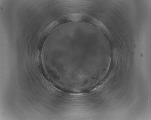 X0000068810073200605051155