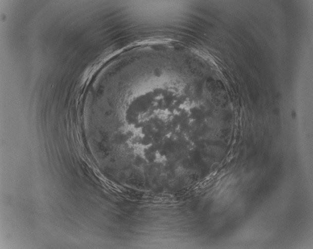 X0000068810337200605051150