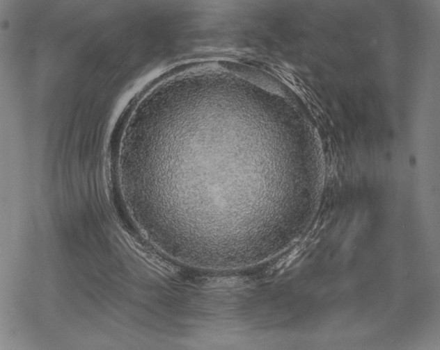 X0000068810342200605051150