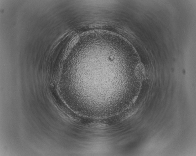 X0000068810648200605051146