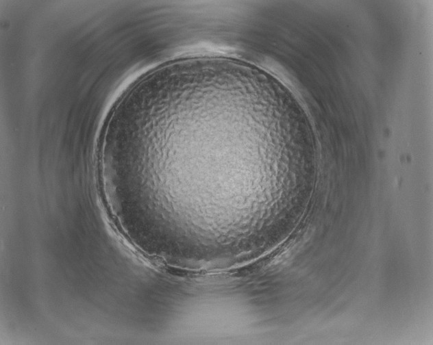 X0000068811008200605051140