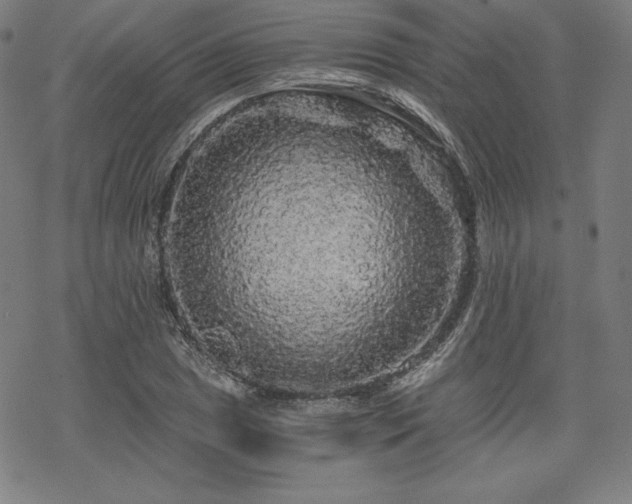 X0000068811025200605051140