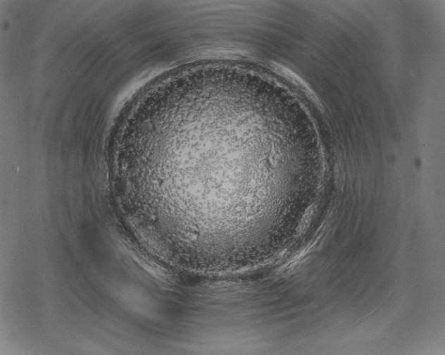 X0000068811027200605051140